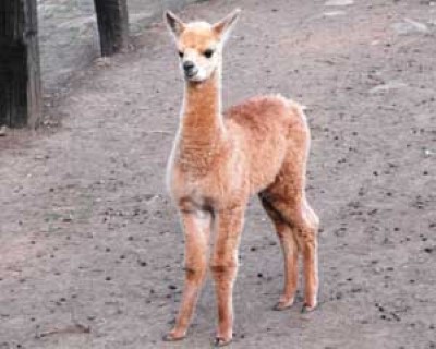 2nd Cria